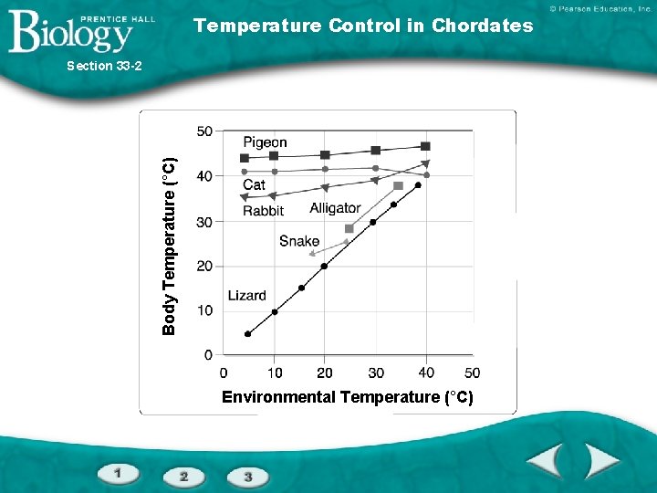 Temperature Control in Chordates Body Temperature (°C) Section 33 -2 Environmental Temperature (°C) 