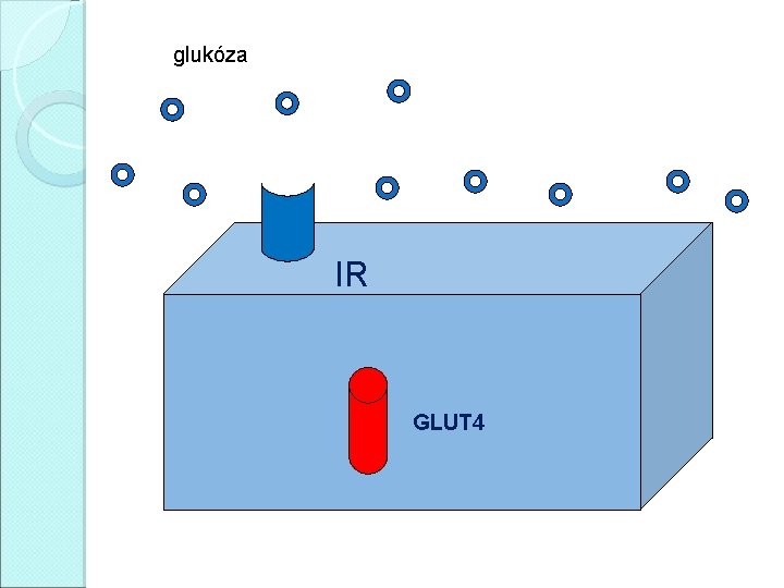 glukóza IR GLUT 4 