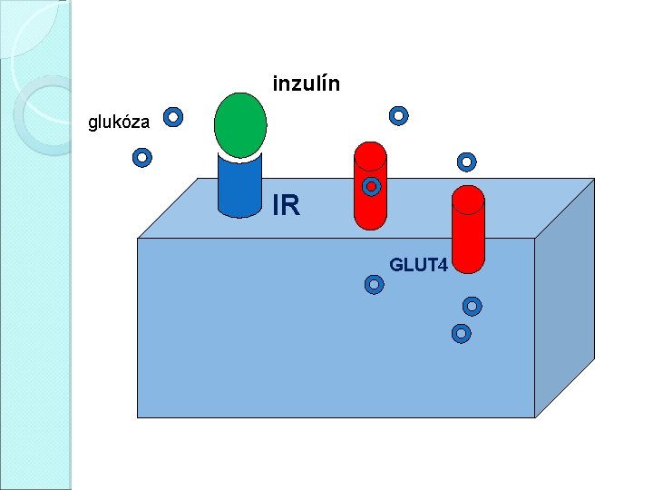 inzulín glukóza IR GLUT 4 