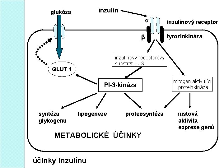 inzulín glukóza α β tyrozinkináza inzulínový receptorový substrát 1 - 3 GLUT 4 PI-3