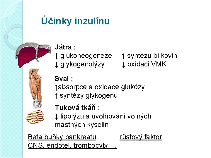 Účinky inzulínu Játra : ↓ glukoneogeneze ↑ syntézu bílkovin ↓ glykogenolýzy ↓ oxidaci VMK