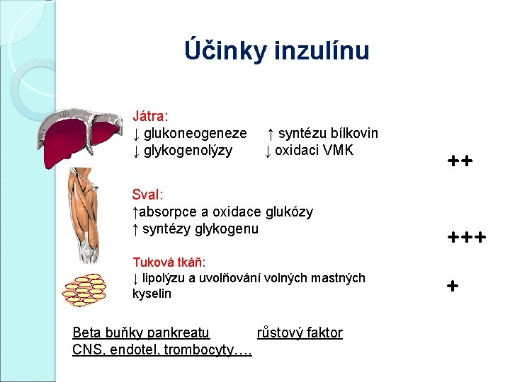 Účinky inzulínu Játra: ↓ glukoneogeneze ↑ syntézu bílkovin ↓ glykogenolýzy ↓ oxidaci VMK Sval: