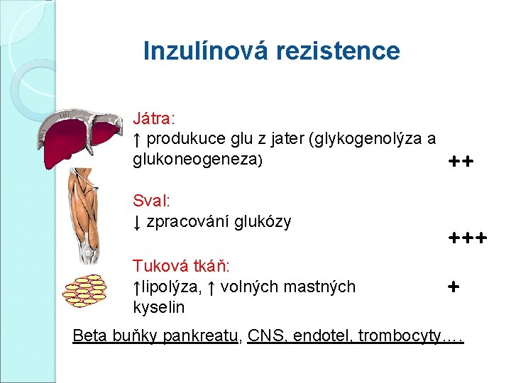 Inzulínová rezistence Játra: ↑ produkuce glu z jater (glykogenolýza a glukoneogeneza) Sval: ↓ zpracování