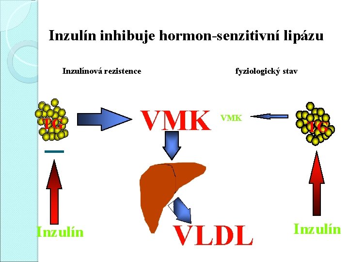 Inzulín inhibuje hormon-senzitivní lipázu Inzulínová rezistence TG Inzulín fyziologický stav VMK VLDL TG Inzulín