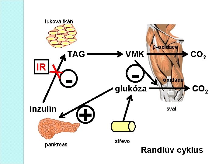 tuková tkáň TAG IR - - inzulín pankreas VMK β-oxidace glukóza + CO 2