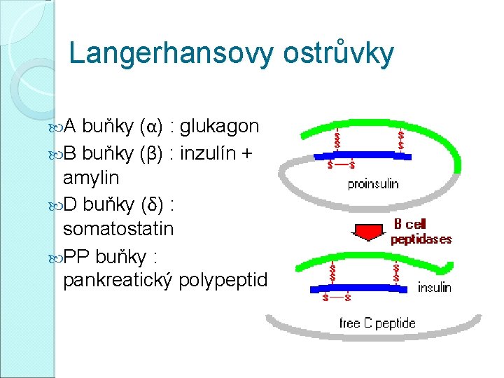 Langerhansovy ostrůvky A buňky (α) : glukagon B buňky (β) : inzulín + amylin