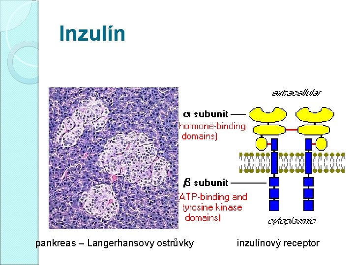 Inzulín pankreas – Langerhansovy ostrůvky inzulínový receptor 