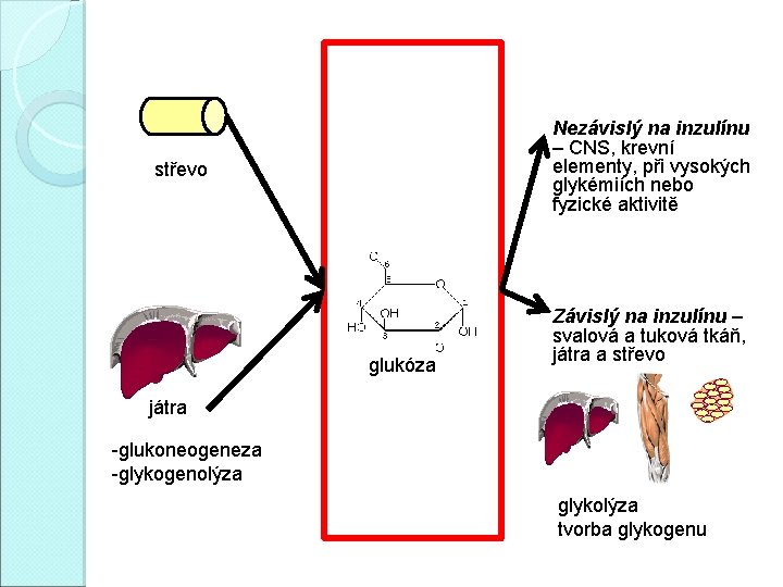 Nezávislý na inzulínu – CNS, krevní elementy, při vysokých glykémiích nebo fyzické aktivitě střevo