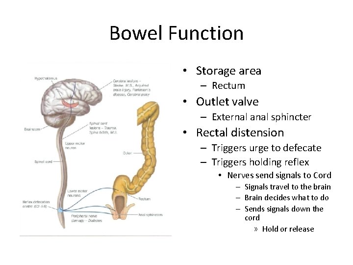 Bowel Function • Storage area – Rectum • Outlet valve – External anal sphincter