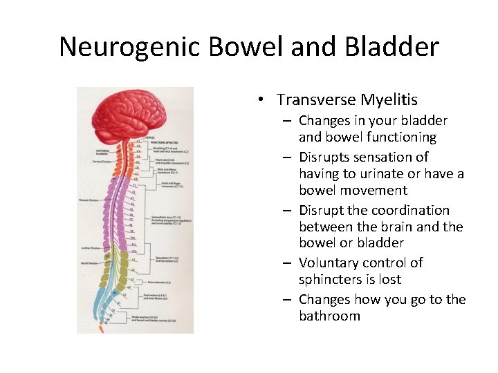 Neurogenic Bowel and Bladder • Transverse Myelitis – Changes in your bladder and bowel