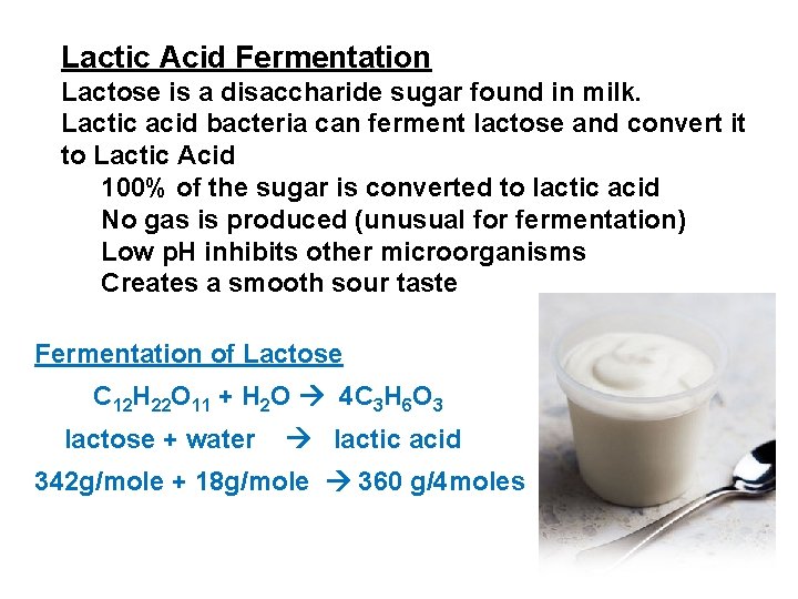 Lactic Acid Fermentation Lactose is a disaccharide sugar found in milk. Lactic acid bacteria