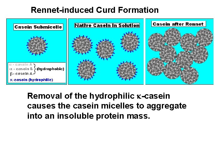 Rennet-induced Curd Formation Removal of the hydrophilic k-casein causes the casein micelles to aggregate