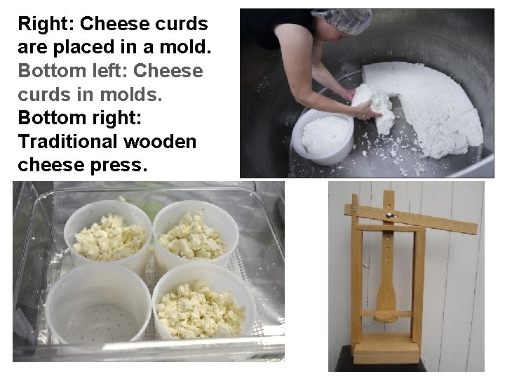 Right: Cheese curds are placed in a mold. Bottom left: Cheese curds in molds.