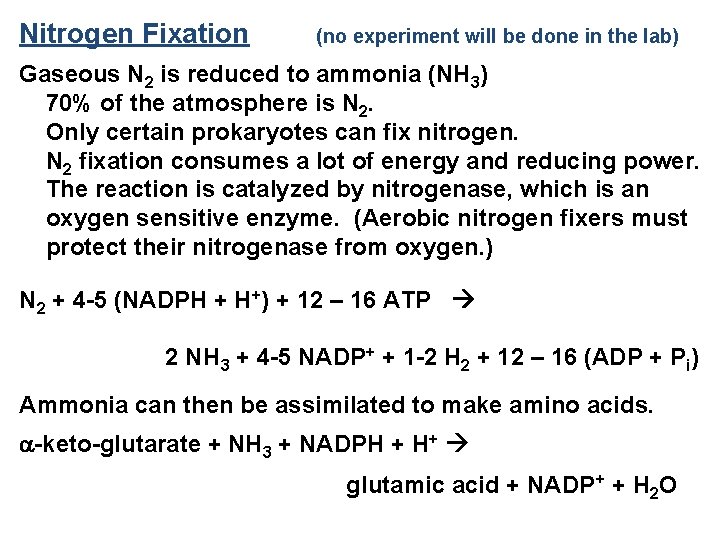 Nitrogen Fixation (no experiment will be done in the lab) Gaseous N 2 is