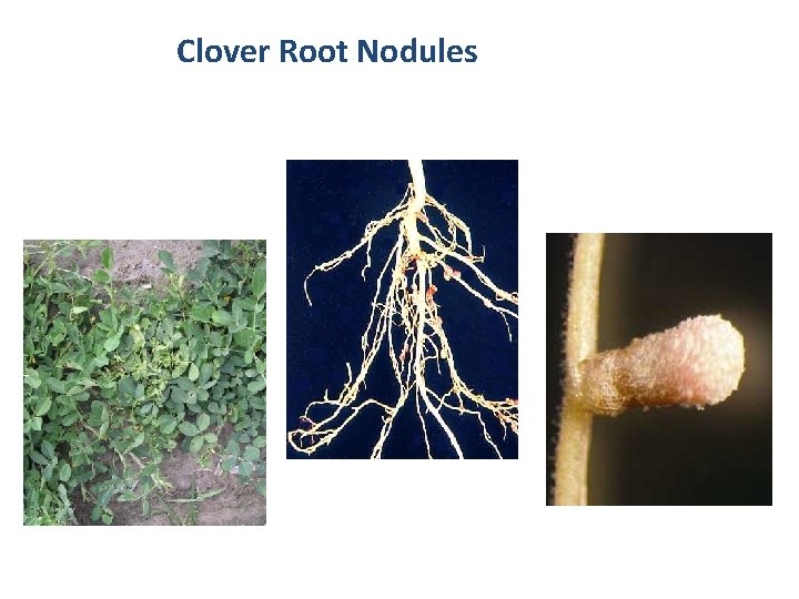 Clover Root Nodules 