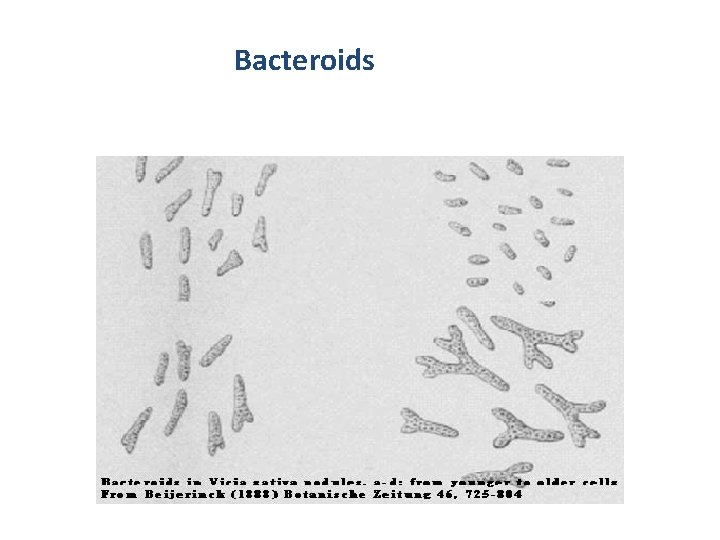 Bacteroids 