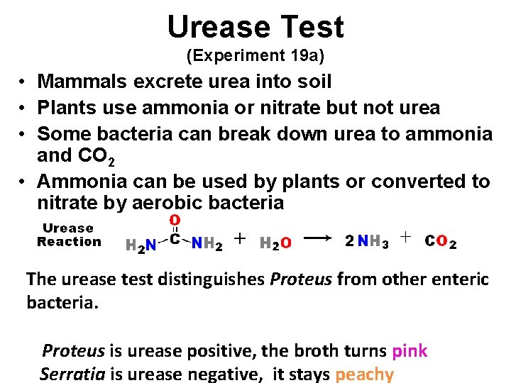 Urease Test (Experiment 19 a) • Mammals excrete urea into soil • Plants use