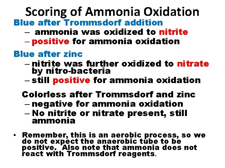 Scoring of Ammonia Oxidation Blue after Trommsdorf addition – ammonia was oxidized to nitrite