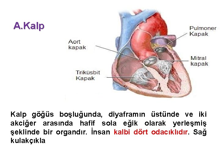 A. Kalp göğüs boşluğunda, diyaframın üstünde ve iki akciğer arasında hafif sola eğik olarak