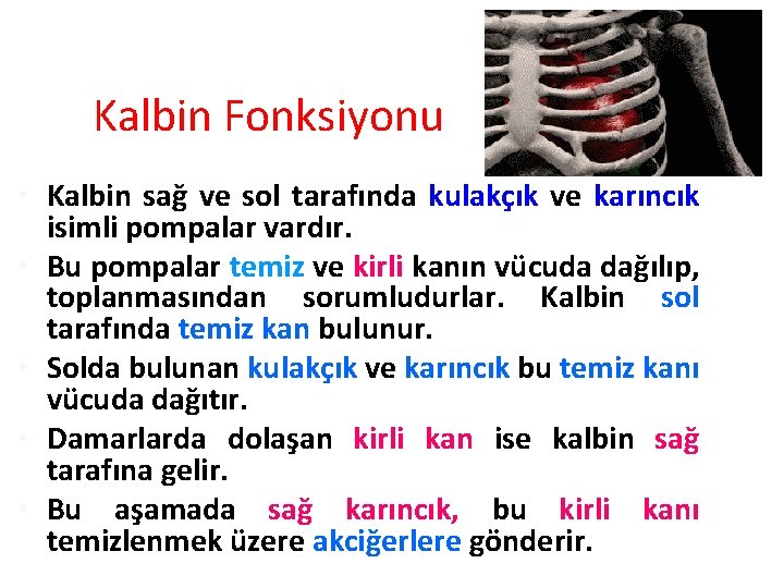 Kalbin Fonksiyonu • Kalbin sağ ve sol tarafında kulakçık ve karıncık isimli pompalar vardır.