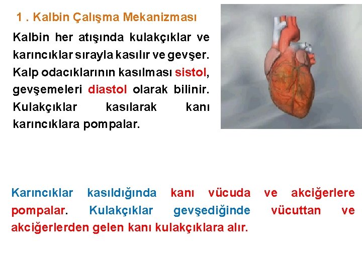 1. Kalbin Çalışma Mekanizması Kalbin her atışında kulakçıklar ve karıncıklar sırayla kasılır ve gevşer.