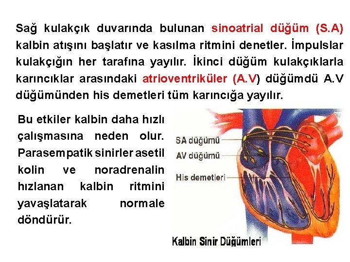 Sağ kulakçık duvarında bulunan sinoatrial düğüm (S. A) kalbin atışını başlatır ve kasılma ritmini