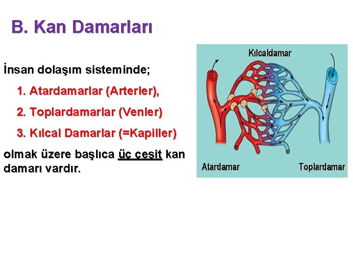 B. Kan Damarları İnsan dolaşım sisteminde; 1. Atardamarlar (Arterler), 2. Toplardamarlar (Venler) 3. Kılcal