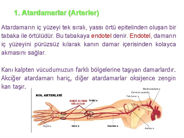 1. Atardamarlar (Arterler) Atardamarın iç yüzeyi tek sıralı, yassı örtü epitelinden oluşan bir tabaka
