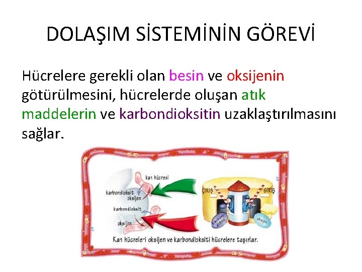 DOLAŞIM SİSTEMİNİN GÖREVİ Hücrelere gerekli olan besin ve oksijenin götürülmesini, hücrelerde oluşan atık maddelerin