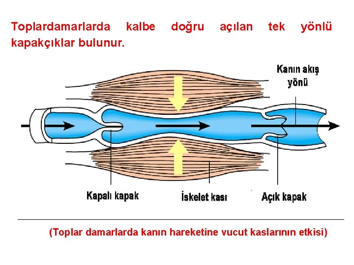 Toplardamarlarda kalbe kapakçıklar bulunur. doğru açılan tek yönlü (Toplar damarlarda kanın hareketine vucut kaslarının