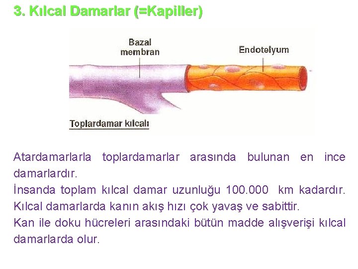 3. Kılcal Damarlar (=Kapiller) Atardamarlarla toplardamarlar arasında bulunan en ince damarlardır. İnsanda toplam kılcal