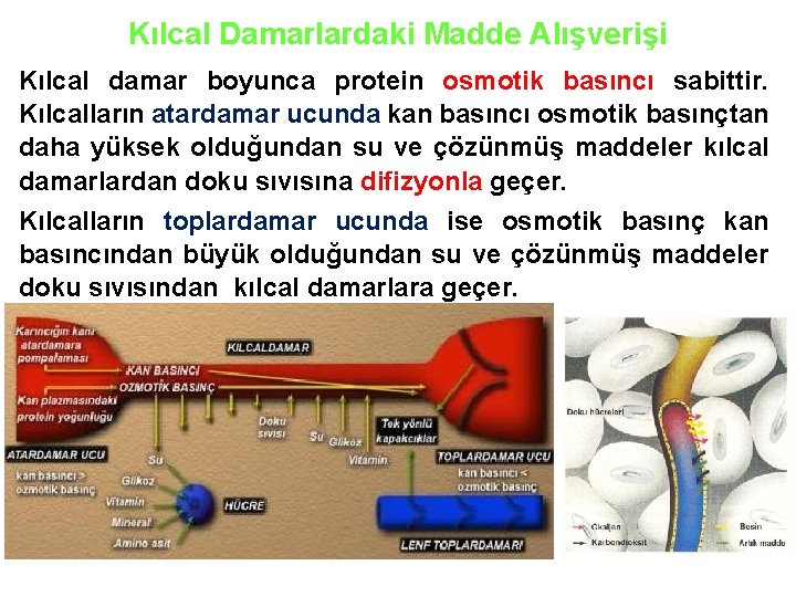 Kılcal Damarlardaki Madde Alışverişi Kılcal damar boyunca protein osmotik basıncı sabittir. Kılcalların atardamar ucunda