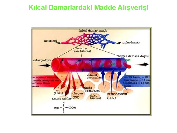 Kılcal Damarlardaki Madde Alışverişi 