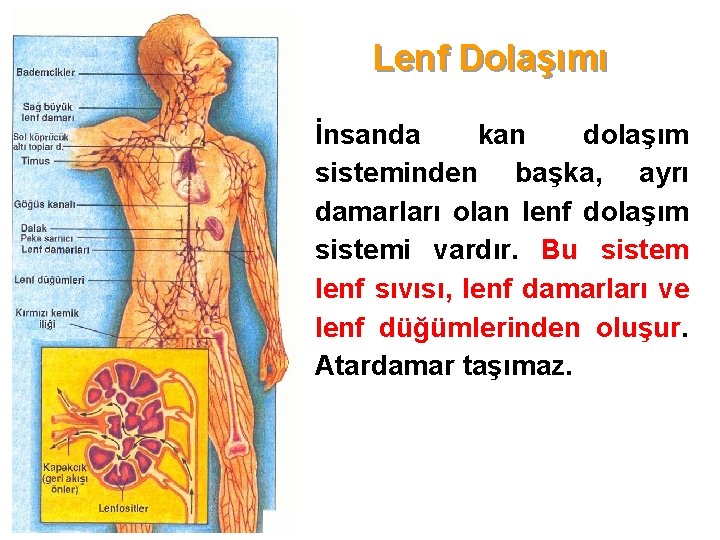 Lenf Dolaşımı İnsanda kan dolaşım sisteminden başka, ayrı damarları olan lenf dolaşım sistemi vardır.