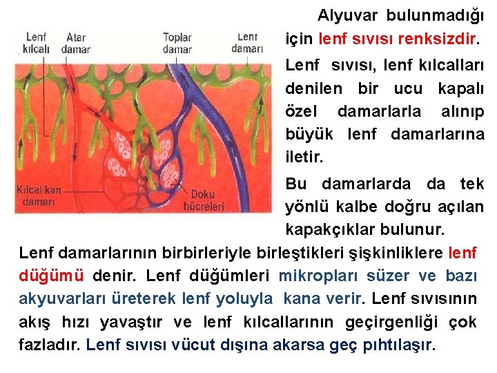 Alyuvar bulunmadığı için lenf sıvısı renksizdir. Lenf sıvısı, lenf kılcalları denilen bir ucu kapalı