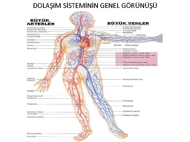 DOLAŞIM SİSTEMİNİN GENEL GÖRÜNÜŞÜ 