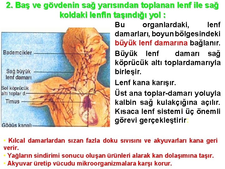 2. Baş ve gövdenin sağ yarısından toplanan lenf ile sağ koldaki lenfin taşındığı yol