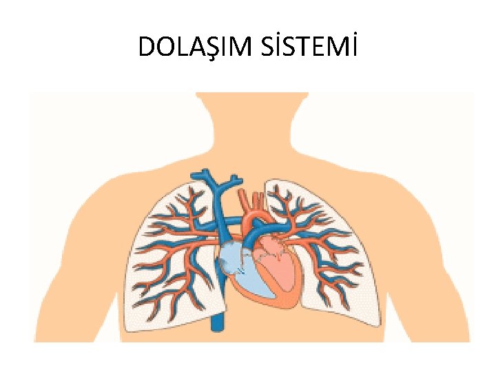 DOLAŞIM SİSTEMİ 