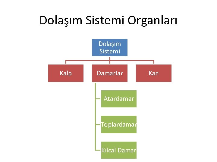 Dolaşım Sistemi Organları Dolaşım Sistemi Kalp Damarlar Atardamar Toplardamar Kılcal Damar Kan 