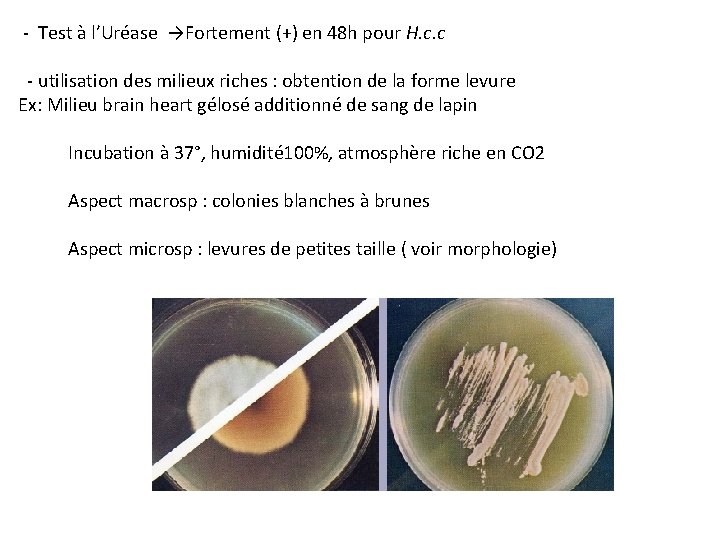  - Test à l’Uréase →Fortement (+) en 48 h pour H. c. c