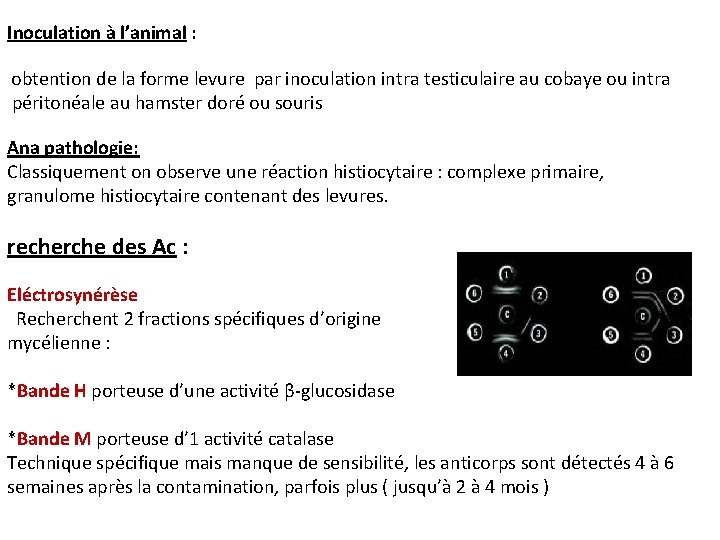 Inoculation à l’animal : obtention de la forme levure par inoculation intra testiculaire au