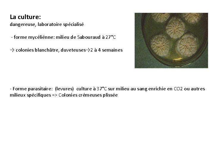 La culture: dangereuse, laboratoire spécialisé - forme mycéliénne: milieu de Sabouraud à 27°C →
