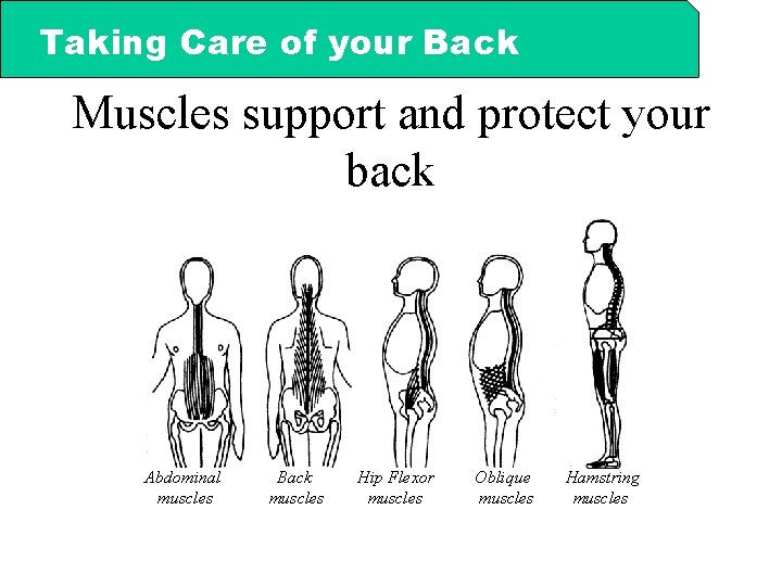 Taking Care of your Back Muscles support and protect your back Abdominal muscles Back