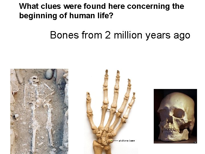 What clues were found here concerning the beginning of human life? Bones from 2