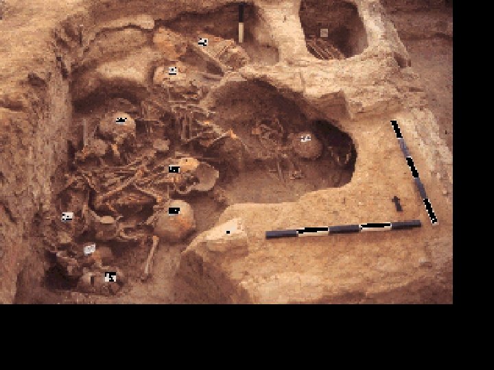 Figure 3: Skeletons excavated under the northwest platform of building 1. 