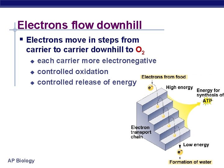 Electrons flow downhill § Electrons move in steps from carrier to carrier downhill to