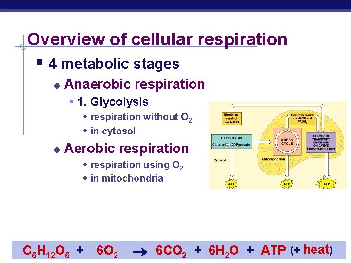 Overview of cellular respiration § 4 metabolic stages u Anaerobic respiration § 1. Glycolysis