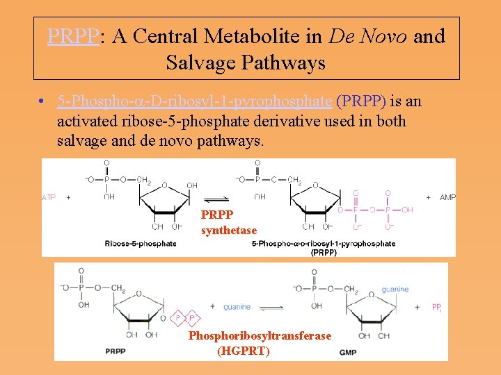 PRPP: A Central Metabolite in De Novo and Salvage Pathways • 5 Phospho a