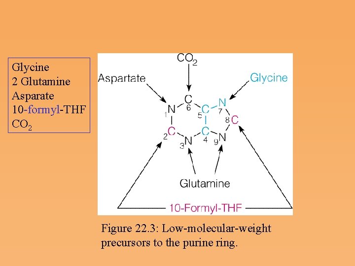 Glycine 2 Glutamine Asparate 10 formyl THF CO 2 Figure 22. 3: Low molecular