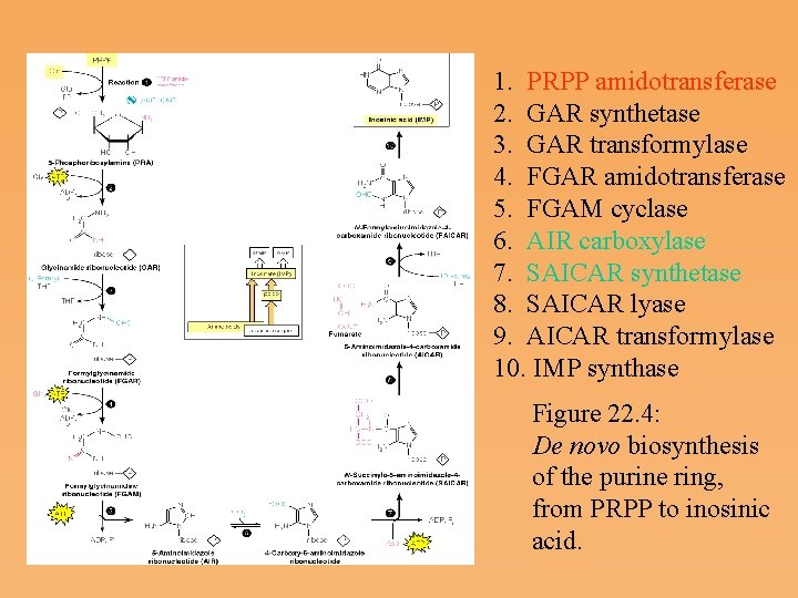 1. PRPP amidotransferase 2. GAR synthetase 3. GAR transformylase 4. FGAR amidotransferase 5. FGAM